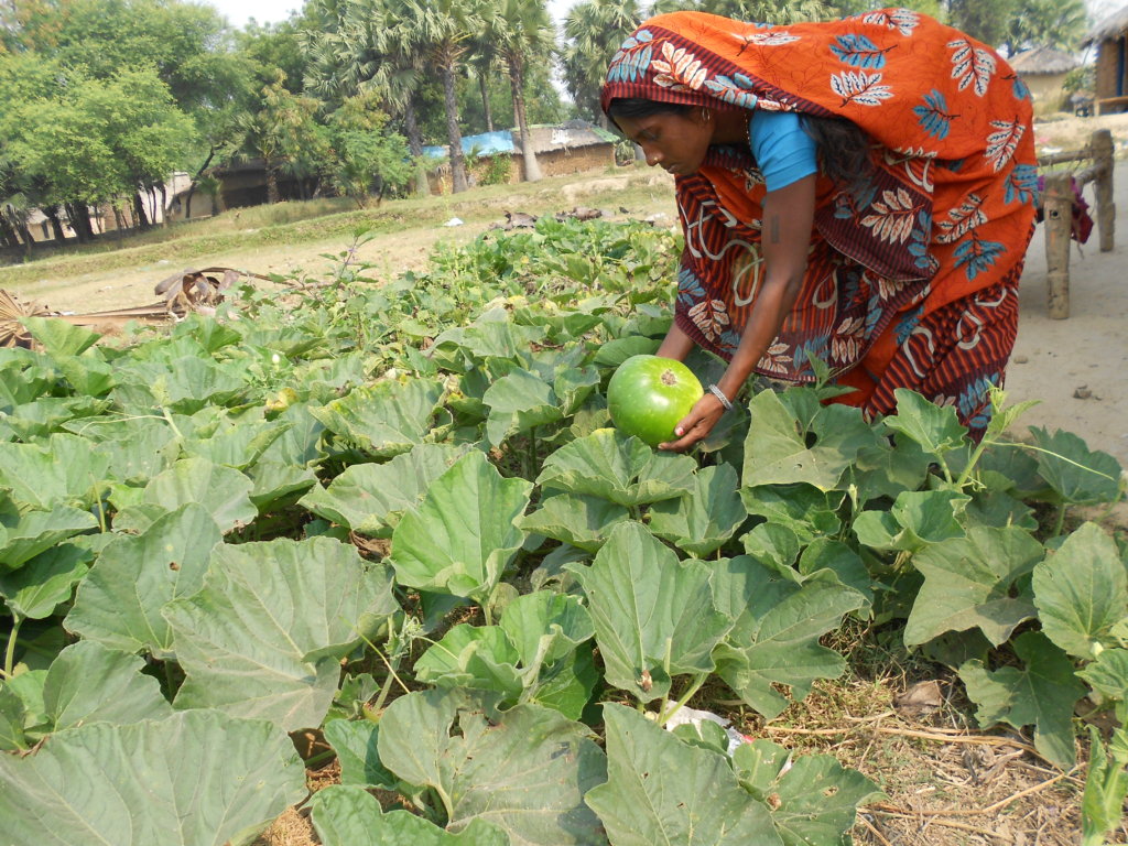 Plant Kitchen Gardens for Families in Need, India