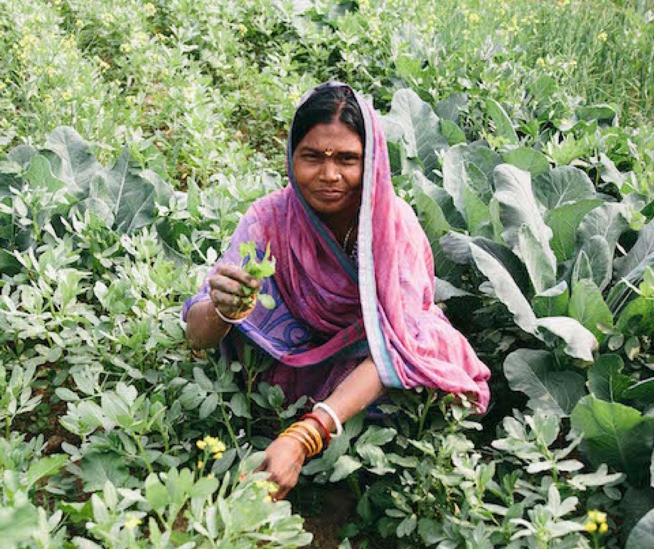 Plant Kitchen Gardens for Families in Need, India