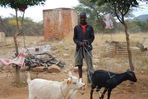 A boy and his goats