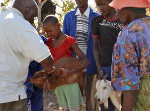 Getting a goat vaccinated