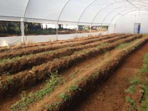 Beds ready for seedlings