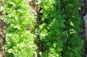 Carrots thriving with little water