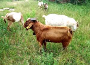 My Goat Herd is Doing Well