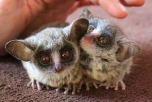 Tic and Tac the lesser bush baby's