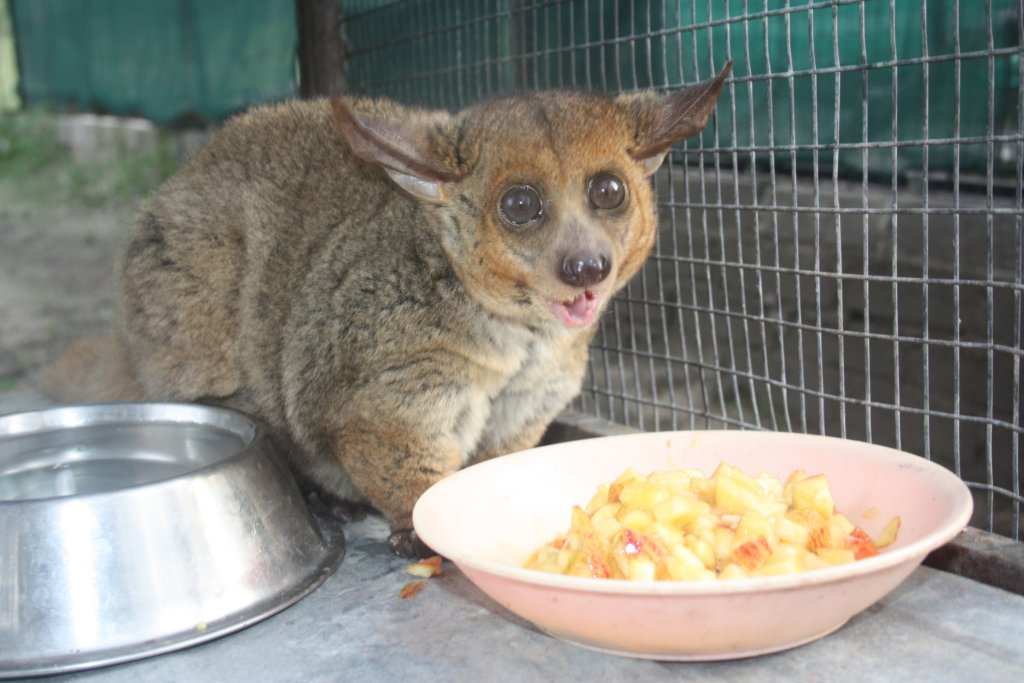 Banchee our Bush Baby needs love GlobalGiving