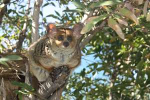 Banchee our Bush Baby needs love