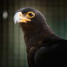 Jumper - black eagle soar