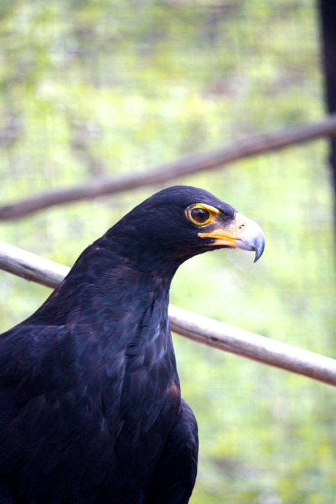 Watch our Black Eagle Soar with Your Support