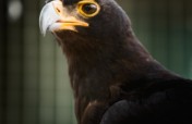 Watch our Black Eagle Soar with Your Support