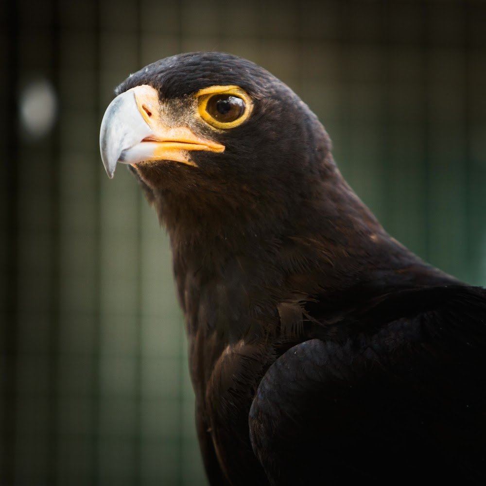 Watch our Black Eagle Soar with Your Support