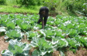 Agricultural Skills for 400 Youth Groups in Uganda