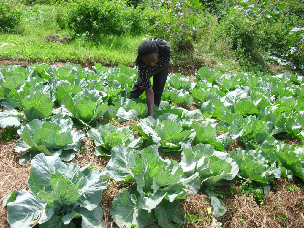 Agricultural Skills for 400 Youth Groups in Uganda