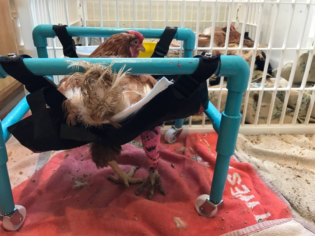 Give Lives Back to Abused Birds