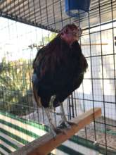 Jeronimo - Likely Ex-fighting rooster