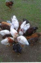 Poultry farming