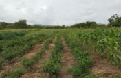 Help commercialize 500 rural woman farmers in RSA