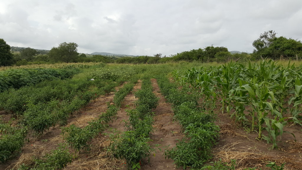 Help commercialize 500 rural woman farmers in RSA