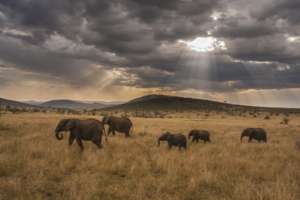 Save Elephants: Grow the Communities They Live In