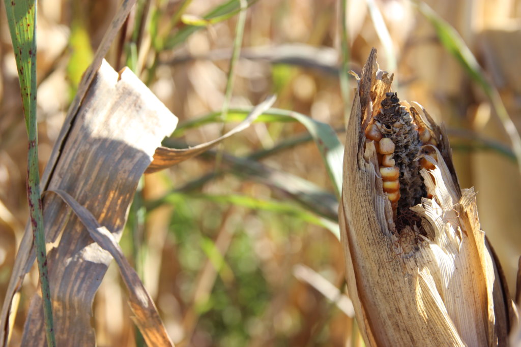 Protecting Communities Exposed to Agrochemicals