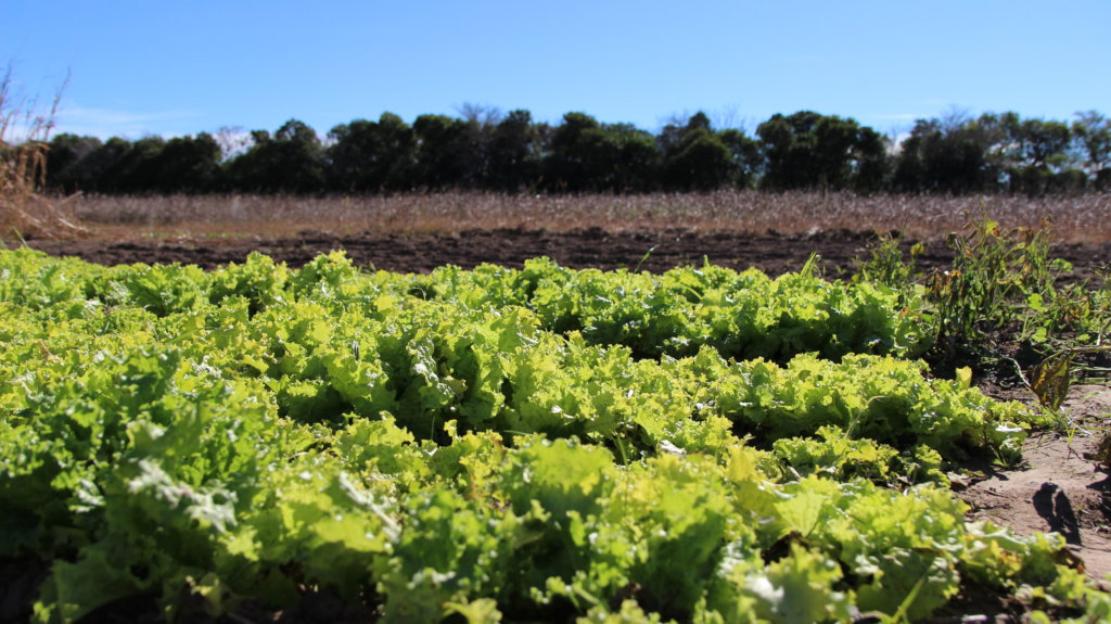 Protecting Communities Exposed to Agrochemicals