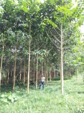 A local plantation: it is only 3 years old!