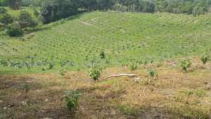 A new reforestation, with two tree species