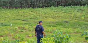 Don Olivier admist his trees