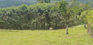 Reforestation and dairy