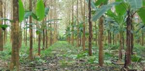One of the reforestation projects for fair markets