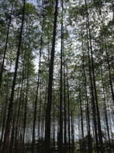 One of our forests