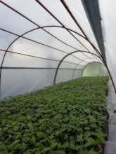 Trres in the nursery