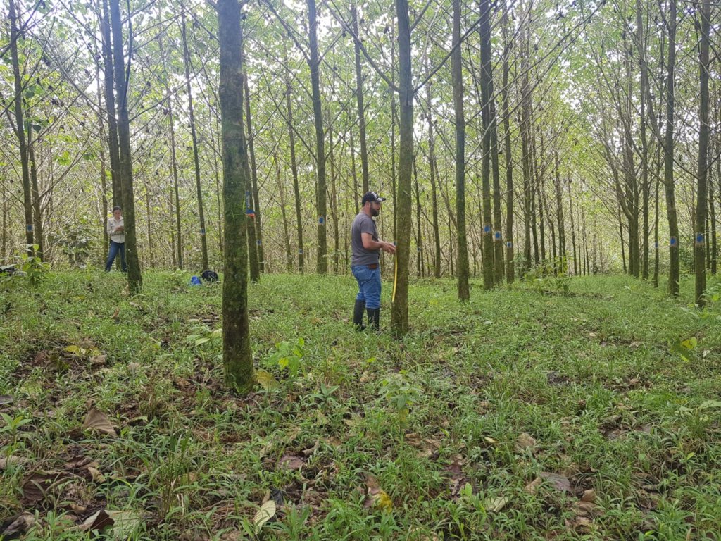 Measuring tree growth,