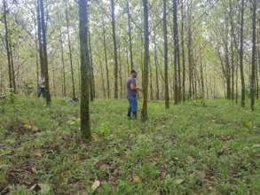 Measuring tree growth,