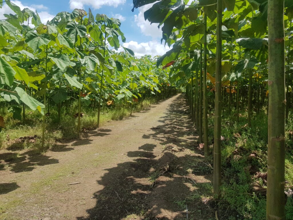 Plantacion forestal de balsa