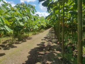 Plantacion forestal de balsa