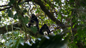 Geoffroy's Spider Monkey (Ateles geoffroyi)