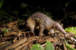 Pangolin - Credit Paul Hilton
