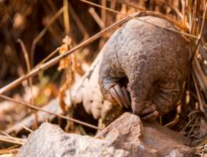 Image Credit: Andrew White