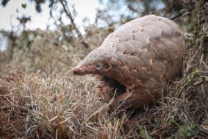 Pangolin - The Pangolin Project