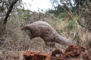 Pangolin - Credit Mark Boyd