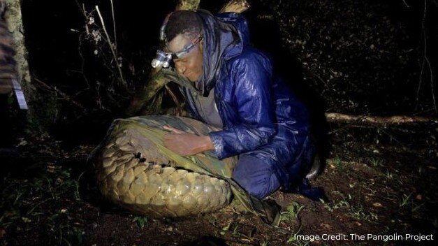 Tagging a Giant Pangolin in the Nyekweri forest