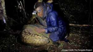 Tagging a Giant Pangolin in the Nyekweri forest