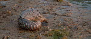 Pangolin - Credit Wesley Harmann