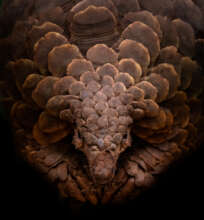 Pangolin - Gareth Thomas