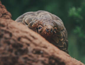 Image Credit: Gareth Thomas