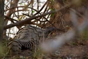 Pangolin: Barry Butler
