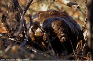 Pangolin: Corinne Gonnin Le Guillou