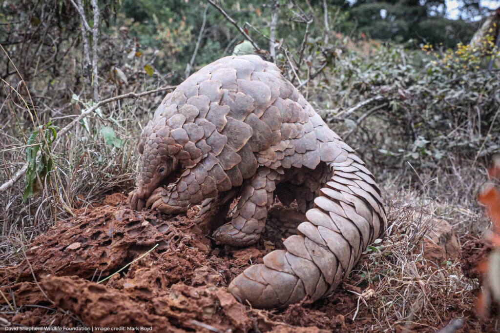 Protecting Pangolins