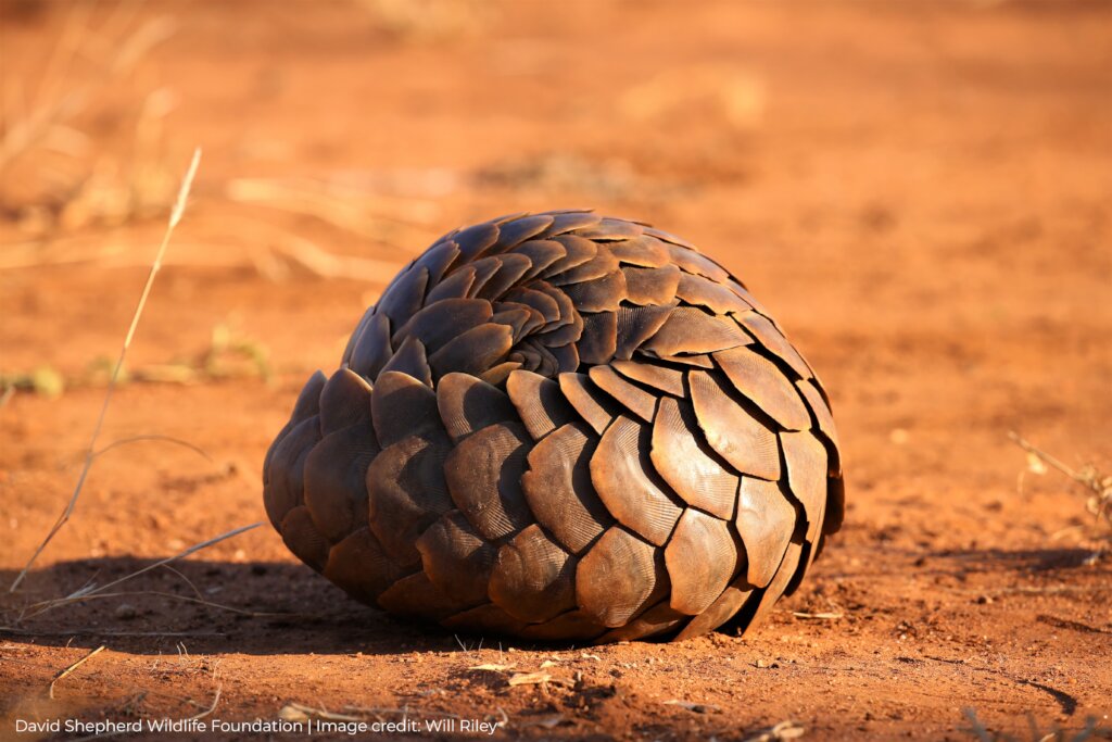Protecting Pangolins