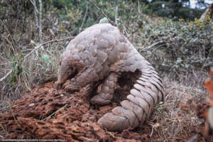 Pangolin Credit Mark Boyd